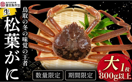 [倉吉魚市]生松葉がに(大)800g以上 松葉ガニ ズワイガニ かに わいがに
