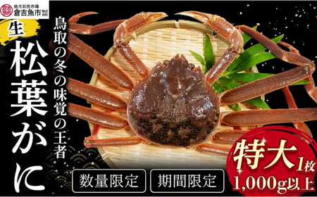 [倉吉魚市]生松葉がに(特大)1kg以上 松葉ガニ ズワイガニ かに カニ ずわいがに