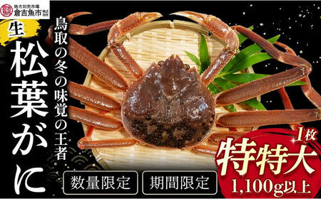 [倉吉魚市]生松葉がに(特特大)1.1kg以上 松葉ガニ ズワイガニ かに カニ ずわいがに
