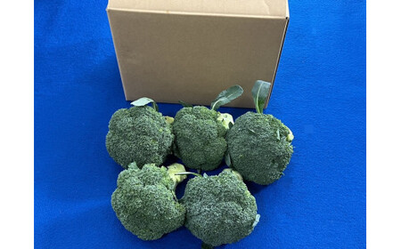 【10月中旬～12月上旬発送】倉吉市 朝どれブロッコリー（1.5kg） ブロッコリー