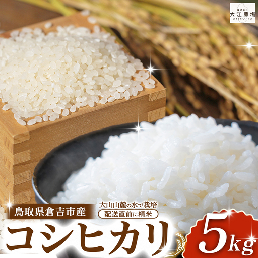 ※通常配送[数量限定][令和7産米]倉吉市産 コシヒカリ 5kg ( 精米 米 白米 こしひかり )