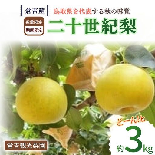 二十世紀梨 3kg[倉吉産](倉吉観光梨園) 梨 果物 フルーツ 和梨