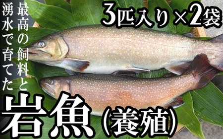 岩魚(養殖)