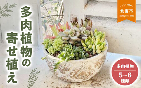 多肉植物の寄せ植え L ギフト 観葉植物 寄せ植え 花苗 観葉植物 多肉植物 寄せ植え 花苗 観葉植物 多肉植物 寄せ植え 花苗 観葉植物 多肉植物 寄せ植え 花苗 観葉植物 多肉植物