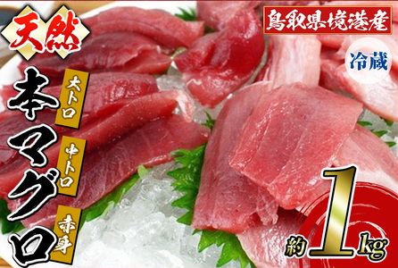 [6月中旬〜下旬順次発送]鳥取県境港産 本マグロ(合計1kg前後)国産 魚介 海鮮 海の幸 まぐろ マグロ 鮪 大トロ 中トロ 天然 冷蔵[sm-BN002][三光水産]