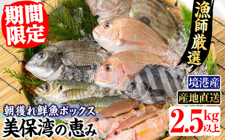 [平日着][期間限定][4月上旬〜10月末頃発送予定]朝獲れ鮮魚ボックス「美保湾の恵み」(計2.5kg以上)国産 魚 海鮮 新鮮 鮮魚 海の幸 産地直送 朝獲れ お刺身 焼魚 煮つけ セット 詰合わせ 冷蔵 海鮮ボックス[sm-BE004-A][川口商店]