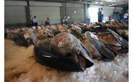 ＜平日着＞＜6月上旬～7月上旬発送予定！数量限定＞サクでお届け！近海天然黒マグロ(約400～500g)