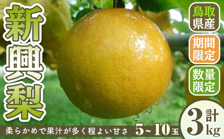 [先行予約受付中!10月上旬〜12月下旬発送予定][数量限定]こばやし農園新興梨(計3kg・5〜10玉) ふるさと納税 境港市 特産品 ジューシー 完熟 なし ナシ 果物 くだもの フルーツ 旬 [sm-CK007][こばやし農園]