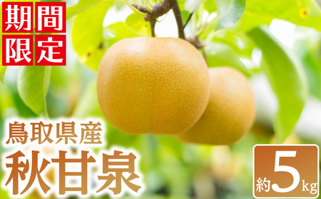 ʌ聄2025N9{ȍ~\聄挧Y HÐ(5kg) Y 挧 挧Y  Ȃ iV ʕ  t[c XC[c { ysm-BZ003zycXz