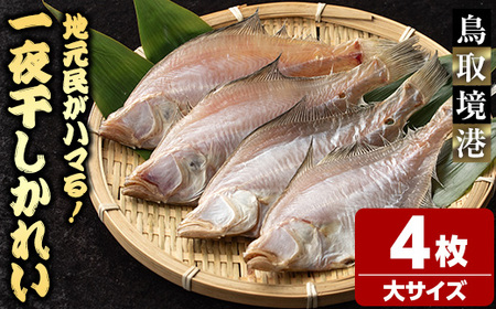 一夜干しかれい 大サイズ!(4枚) 国産 魚介 干物 干し物 海の幸 エテカレイ 冷凍 おかず おつまみ お土産 [sm-DG005-A][木村鮮魚店]