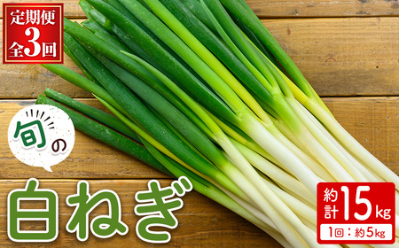 [定期便・全3回][先行予約受付中!2025年11月上旬〜2026年3月下旬発送予定]白ねぎ(約5kg×3回・計15kg) ねぎ 白ねぎ ネギ 白ネギ 葱 旬 煮込み 炒め 生 和洋中 万能 鍋 鍋料理 [sm-DI006][大原茂美]