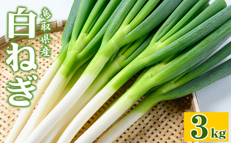 s\tI11{`4{\聄˂(3kg) ˂ lM lM ˂ lM { t yt ύ u  am \  痿 BBQ o[xL[ VՂ ĂՂ ysm-DT