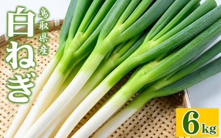 s\tI11{`4{\聄˂(6kg) ˂ lM lM ˂ lM { t yt ύ u  am \  痿 BBQ o[xL[ VՂ ĂՂ ysm-DT