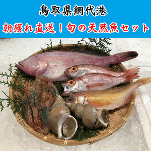 [21007]鳥取網代港 朝獲れ直送!旬の天然魚セット[さかなや新鮮組]