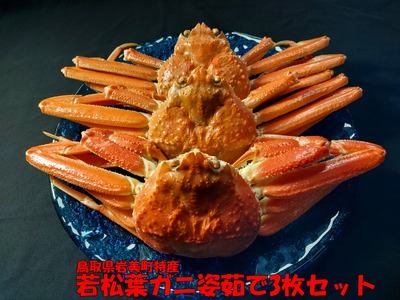 【先行予約】鳥取県岩美町特産 若松葉ガニ姿茹で 3枚セット【22043】