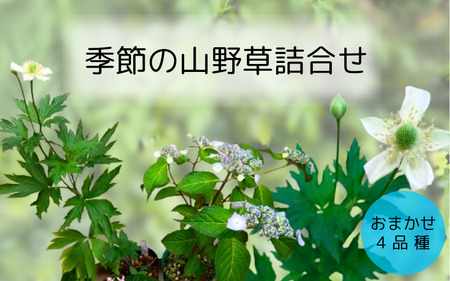 季節のおすすめ山野草4点セット[77005]