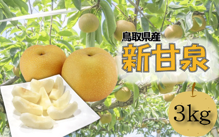 【先行予約】安田農園 梨 ”新甘泉” 3kg箱｜鳥取 岩美 梨 なし ナシ【41030】
