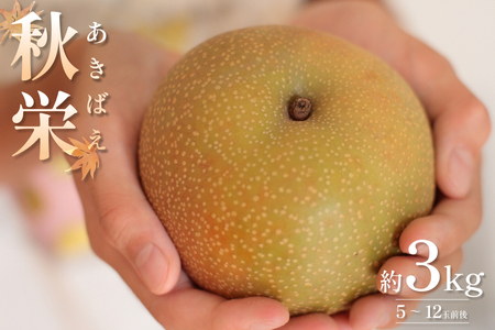 先行予約 秋栄(あきばえ)3kg|鳥取 果物 フルーツ なし 梨[41034]