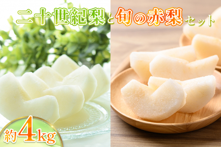 先行予約 二十世紀梨と旬の赤梨セット 4kg|鳥取 果物 フルーツ なし 梨 品種はおまかせ[41039]