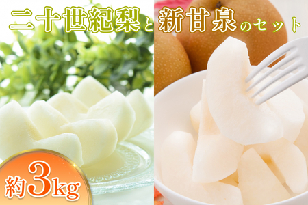 先行予約 二十世紀梨と新甘泉セット 3kg|鳥取 果物 フルーツ なし 梨[41040]