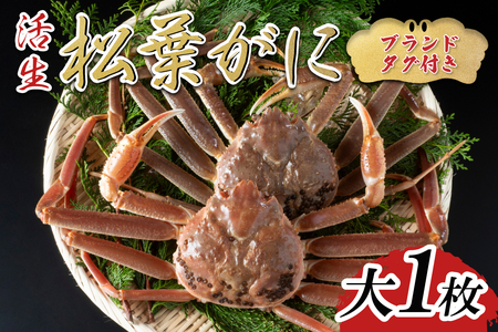 [先行予約][活生]ブランドタグ付き松葉ガニ 大 1枚 2025年11月〜順次発送|鳥取 岩美 松葉がに かに[22054]
