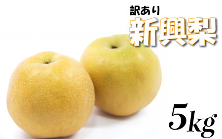 (訳あり)中野農園 梨 "新興梨" 5kg箱|鳥取 岩美 梨 なし ナシ 赤梨 果物 フルーツ[41048]