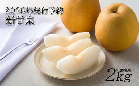 [2026年 先行予約]新甘泉 2kg 進物用|鳥取 山根農園 梨 2026年収穫後[41061]