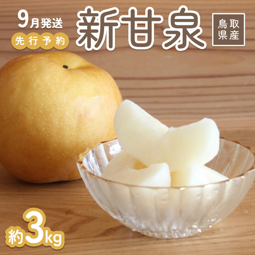 [2026年 先行予約]新甘泉 3kg 進物用|鳥取 山根農園 梨 2026年収穫後[41062]