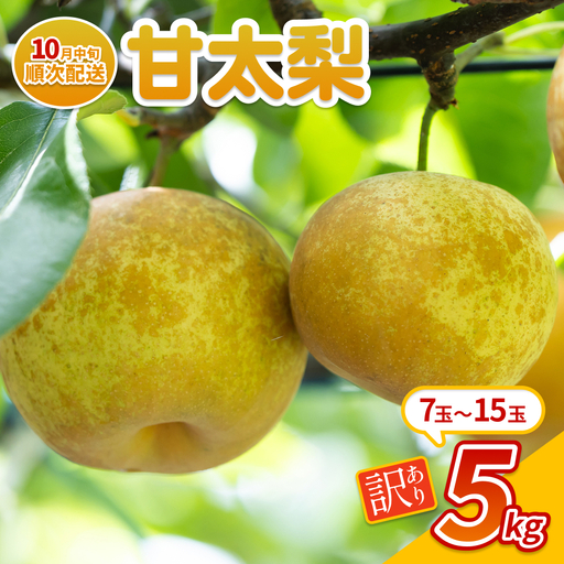 [先行予約](訳あり)中野農園 梨 "甘太(かんた)" 5kg箱|鳥取 岩美 梨 なし ナシ 果物 フルーツ ※お届けは2026年10月中旬〜[41088]