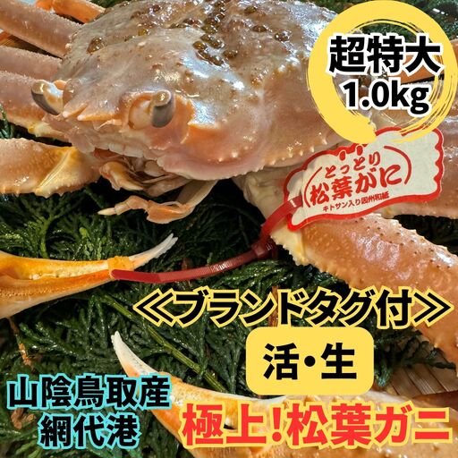 [ブランドタグ付]活!松葉ガニ(超特大ジャンボ)1.0kg 1枚 鳥取網代港 岩美 松葉がに ずわいがに かに ※お届けは2026年11月中旬〜[さかなや新鮮組][22093]
