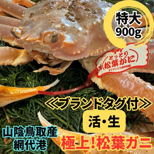 [ブランドタグ付]活!松葉ガニ(特大)900g 1枚 鳥取網代港 岩美 松葉がに ずわいがに かに ※お届けは2026年11月中旬〜[さかなや新鮮組][22095]