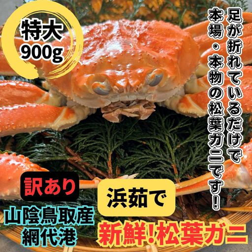 ＜訳あり＞浜茹で！松葉ガニ(特大)900g 1枚 鳥取網代港 岩美 松葉がに ずわいがに かに ※お届けは2026年11月中旬～【さかなや新鮮組】【22096】