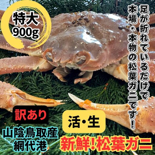 ＜訳あり＞活！松葉ガニ(特大)900g 1枚 鳥取網代港 岩美 松葉がに ずわいがに かに ※お届けは2026年11月中旬～【さかなや新鮮組】【22097】