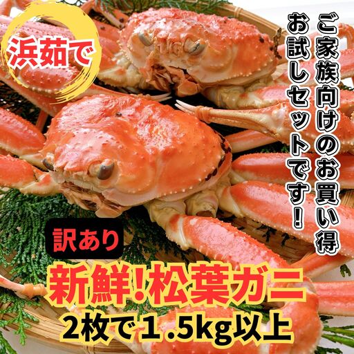 ＜訳あり＞浜茹で！松葉ガニ 1.5kgセット 鳥取網代港 岩美 松葉がに ずわいがに かに ※お届けは2026年11月中旬～【さかなや新鮮組】【22098】
