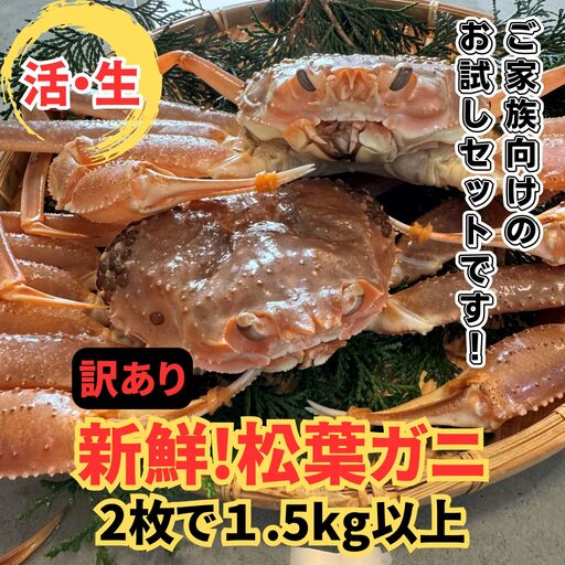 ＜訳あり＞活！松葉ガニ 1.5kgセット 鳥取網代港 岩美 松葉がに ずわいがに かに ※お届けは2026年11月中旬～【さかなや新鮮組】【22099】