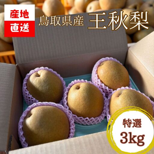 【'26先行予約】【産地直送】 [特選] 鳥取県産 王秋梨 3kg ／ 野田農園