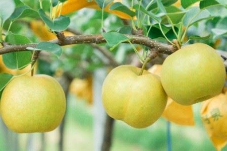 145.[予約受付中][産地直送]鳥取県の梨「新甘泉」秀品 5kg 8〜14玉