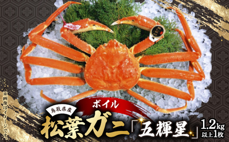 とっとりブランド 松葉ガニ 五輝星(ボイル) 1.2kg以上×1枚[配送不可地域:離島・北海道・沖縄県]