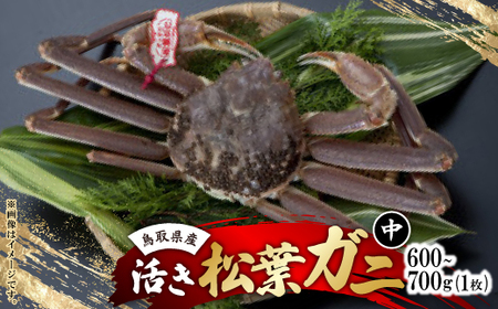 @挧Y^OttKj1(600g`700g)yzsnFEkCEꌧEkE֓EMzAkECEBzy1536361z