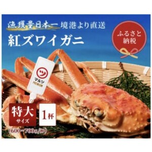 [蟹セレブ]ズワイガニ(紅ズワイガニ)特大1杯(600〜700g×1)[配送不可地域:離島・北海道・沖縄県・東北・関東・信越、北陸・東海・九州]