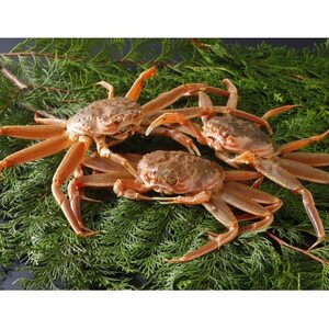 ys\z挧Y  e(ZRKj)200`230g×3t 2025N12yzsnFEkCEꌧEkEMzAkzy1649377z