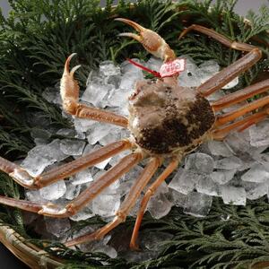 �y��s�\��z���挧�Y �^�O�t�� �����t���� 1kg�ȏ�×1�t(�������X)25�N12���E26�N1�������y�z���s�n��F�����E�k�C���E���ꌧ�E���k�E�M�z�A�k���z�y1692715�z