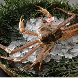 �y��s�\��z���挧�Y �^�O�t�� �� ���t���� 500g×1�t(�������X)25�N12���E26�N1�������y�z���s�n��F�����E�k�C���E���ꌧ�E���k�E�M�z�A�k���z�y1692722�z