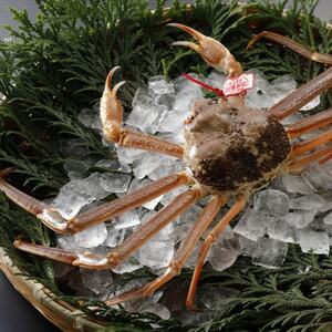 �y��s�\��z���挧�Y �^�O�t�� �� ���t���� 500g×3�t(�������X)25�N12���E26�N1�������y�z���s�n��F�����E�k�C���E���ꌧ�E���k�E�M�z�A�k���z�y1692727�z