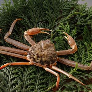 �y��s�\��z���挧�Y �󂠂� �� ���t���� 900g×1�t(�������X)25�N12���E26�N1�������y�z���s�n��F�����E�k�C���E���ꌧ�E���k�E�M�z�A�k���z�y1692728�z