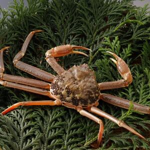 �y��s�\��z���挧�Y �󂠂� �� ���t���� 900g×2�t(�������X)25�N12���E26�N1�������y�z���s�n��F�����E�k�C���E���ꌧ�E���k�E�M�z�A�k���z�y1692732�z