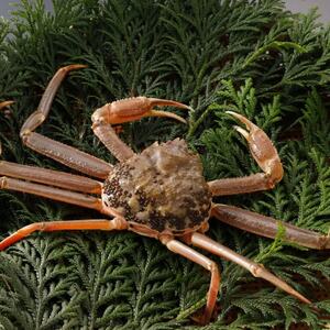 �y��s�\��z���挧�Y �󂠂� �� ���t���� 900g×3�t(�������X)25�N12���E26�N1�������y�z���s�n��F�����E�k�C���E���ꌧ�E���k�E�M�z�A�k���z�y1692733�z