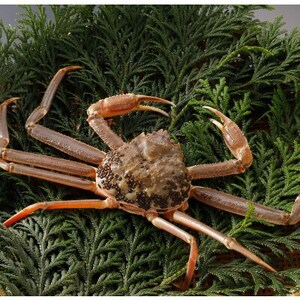 �y��s�\��z���挧�Y �󂠂� �� ���t���� 700g×3�t(�������X)25�N12���E26�N1�������y�z���s�n��F�����E�k�C���E���ꌧ�E���k�E�M�z�A�k���z�y1692744�z