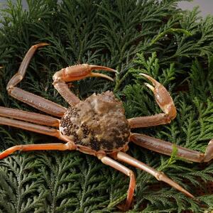 �y��s�\��z���挧�Y �󂠂� �� ���t���� 500g×2�t(�������X)25�N12���E26�N1�������y�z���s�n��F�����E�k�C���E���ꌧ�E���k�E�M�z�A�k���z�y1692747�z