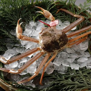 �y��s�\��z���挧�Y �^�O�t�� �� ���t���� 500g×2�t(�������X)2026�N1������菇�������y�z���s�n��F�����E�k�C���E���ꌧ�E���k�E�M�z�A�k���z�y1692907�z